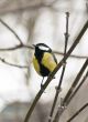 Titmouse on the branch