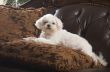 Maltese Puppy Relaxing