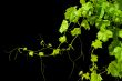 Grape Vine Isolated