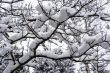 Winter tree