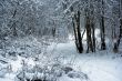 Winter snowy forest