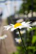 camomile