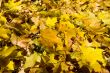 Maple leaves background