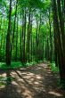 green forest