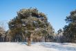 Pine-tree in winter