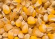 Golden corn grains