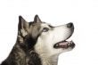 Crossbreed dog between husky and malamut looking