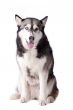 Crossbreed dog between husky and malamut looking happy