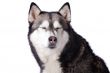 Crossbreed dog between husky and malamut enjoying