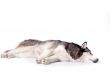 Crossbreed dog between husky and malamut laying on the floor