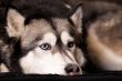 Crossbreed dog between husky and malamut laying down