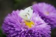 White butterfly