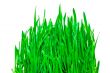 green grass