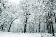 Snowy weather in the forest