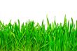 green grass