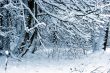Winter forest