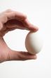 White Egg