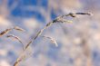 Winter grass