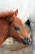 Red foal