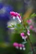 Dicentra spectabilis