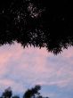 silhouette tree and sunset cloud