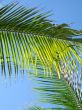 palm tree and blue sky