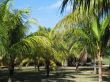 palm tree leaves and blue sky