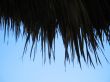 palm tree leaves and blue sky