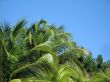 palm tree leaves and blue sky