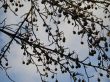 fruit in a tree and sky