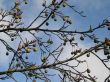 fruit in a tree and sky