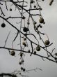 fruit in a tree and sky