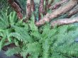 green fern