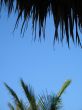 palm tree leaves and blue sky