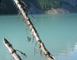 old trees in front of a green lake