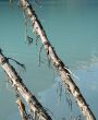 old trees in front of a green lake