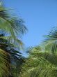 palm tree leaves and blue sky