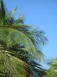 palm tree leaves and blue sky