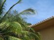 palm tree leaves and blue sky