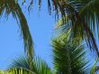 palm tree leaves and blue sky