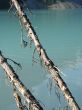 old trees in front of a green lake