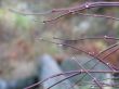 rain drops on branches