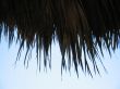 palm tree leaves and blue sky
