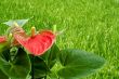 Cala Lily