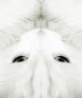 White cat