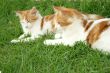 Two cats