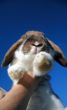 Funny rabbit