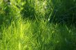 Macro grass