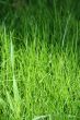Little green world