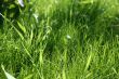Summer grass